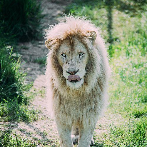 A majestic lion stands on a sunlit path, looking forward with calm intensity.